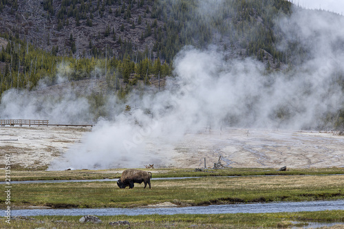 Bison grazes in Yellowstone Park