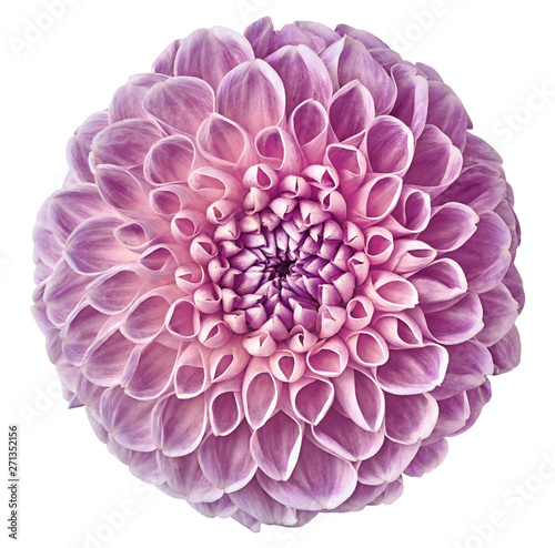 Leinwand Poster light  pink dahlia flower, white isolated background with clipping path