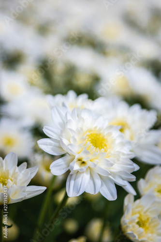 White Flowers