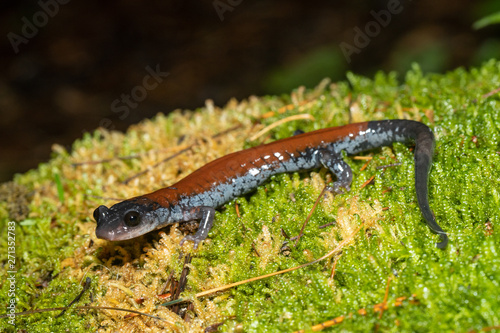 Yonahlossee salamander - Plethodon yonahlossee