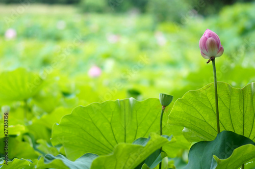 蓮の花と蓮田(1) photo