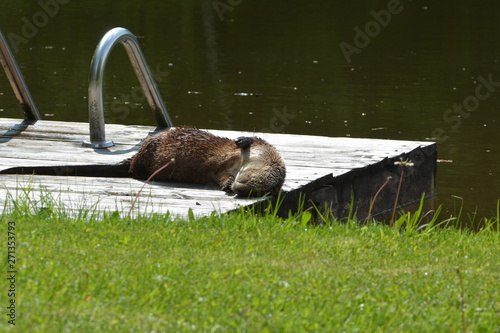 Photos North American RIver Otter
