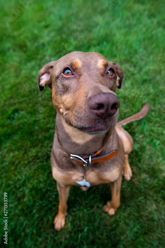 Doberman mix dog with funny expression on a green lawn