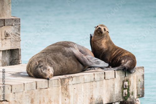Seal colony at Phillip Island, Victoria