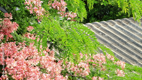 Blooming Cassia javanica, Pink shower, Java cassia, Apple blossom tree or Rainbow shower tree flower