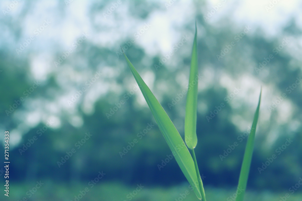 soft focus with green grass with light bokeh at sunrise soft focus with green grass with light bokeh at sunrise