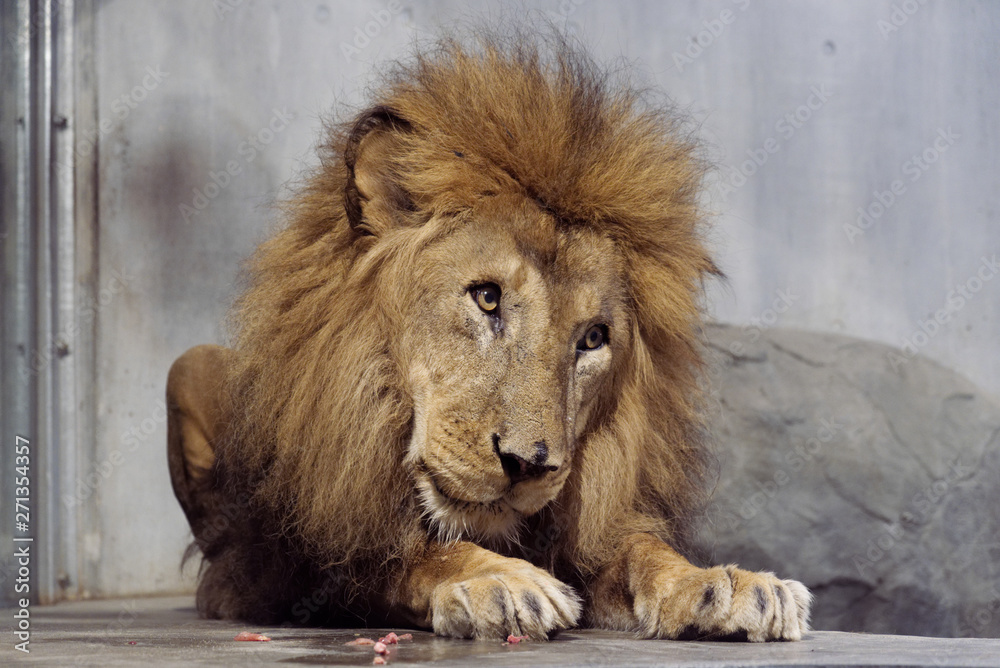 The big male cute lion sitting on the floor in zoo. He is resting after had a meal and looking forward to his left making face look like having some question The big male cute lion sitting on the floor in zoo. He is resting after had a meal and looking forward to his left making face look like having some question