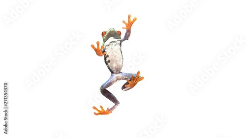 Shot From Underneath, Red Eyed Green Tree Frog Walking On Clear Surface Toward Top Of Frame