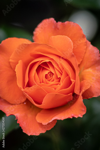 Full frame orange rose blossom