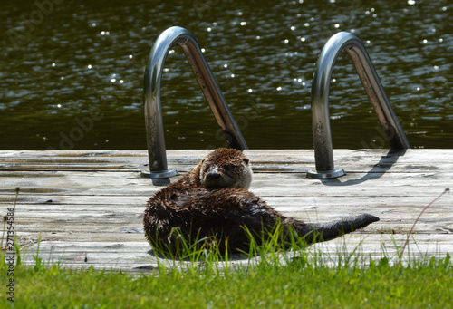 Photos North American River Otter