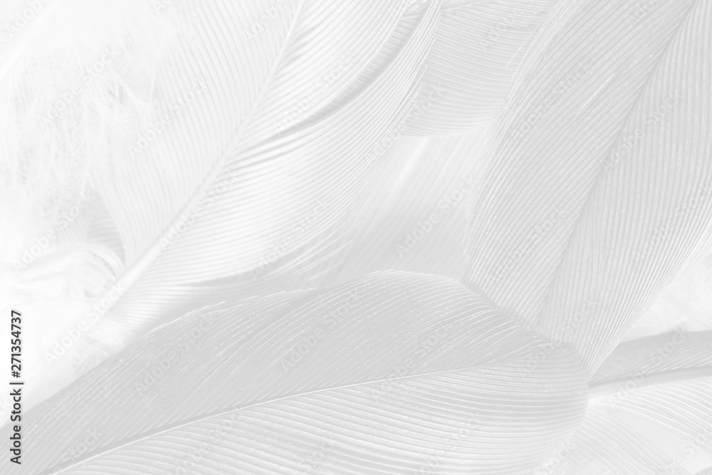 Beautiful white feather pattern texture background Beautiful white feather pattern texture background