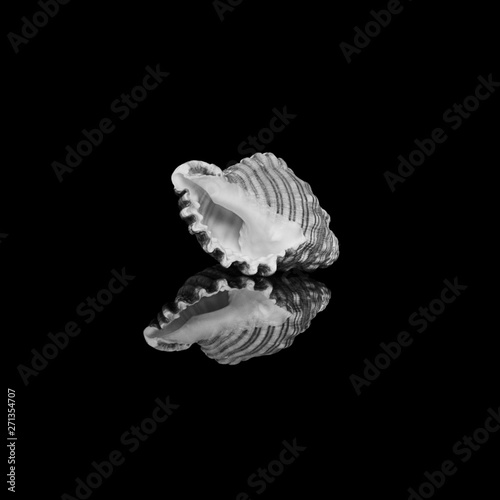 Seashells reflection in black and white