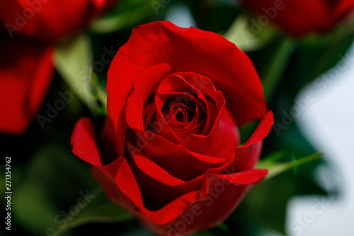 Frame filling shot of a vibrant red rose