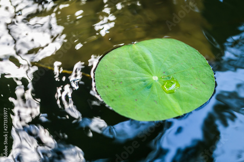 Lotus leaf with water drops