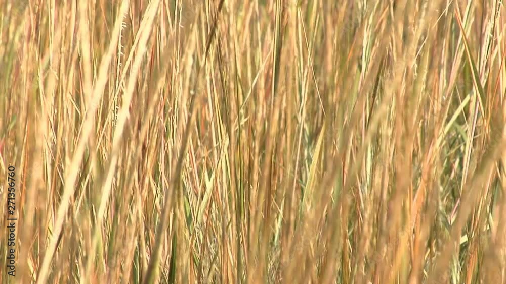 Long Dried Grass Moving In Breeze Long Dried Grass Moving In Breeze