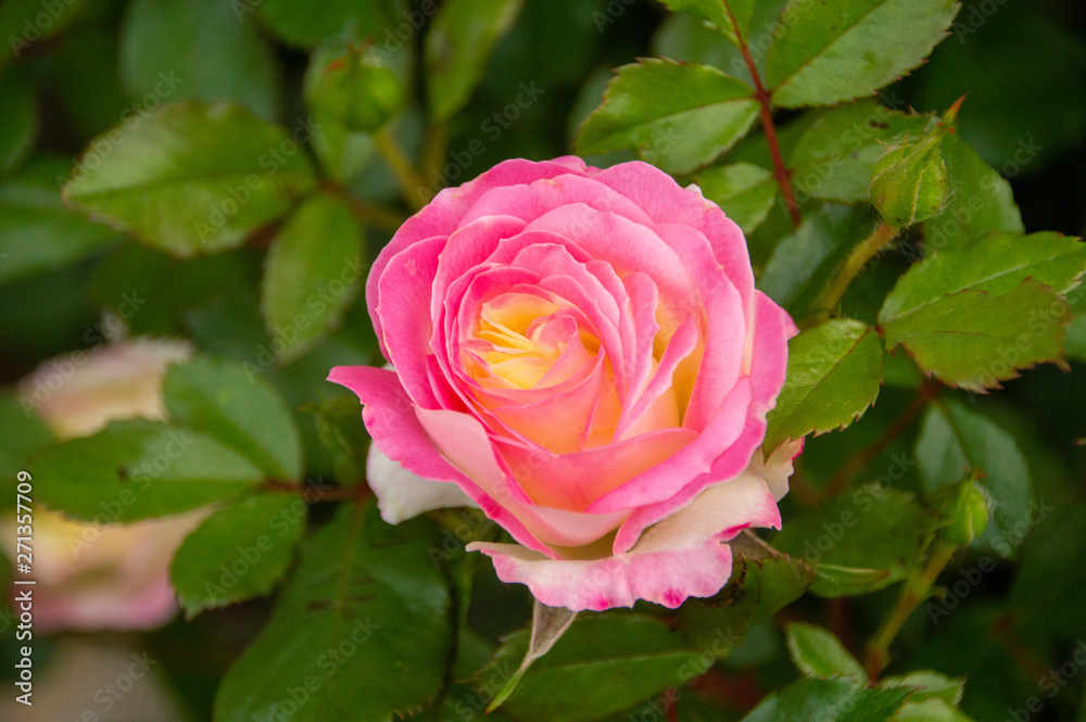 pink rose in the garden pink rose in the garden