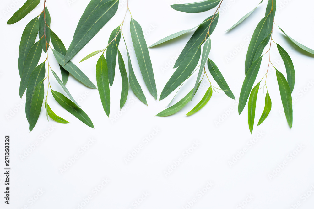 Eucalyptus  branches on white background.