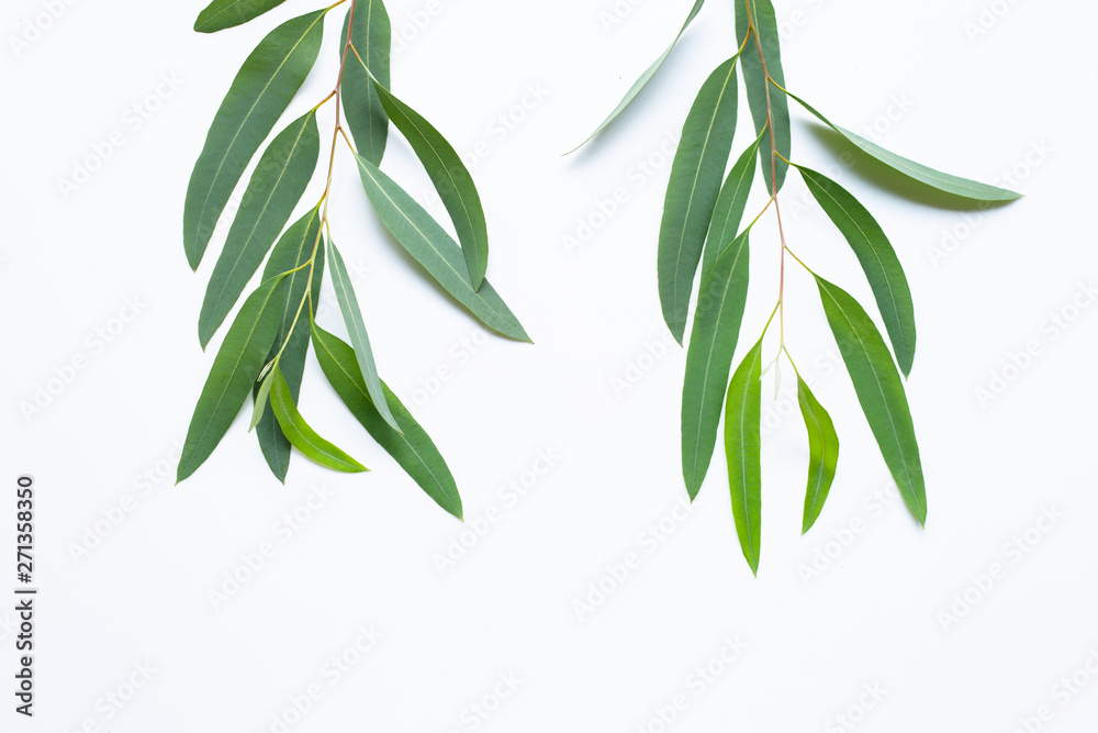 Eucalyptus branches on white background. Eucalyptus branches on white background.