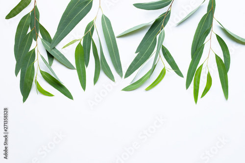 Eucalyptus  branches on white background.
