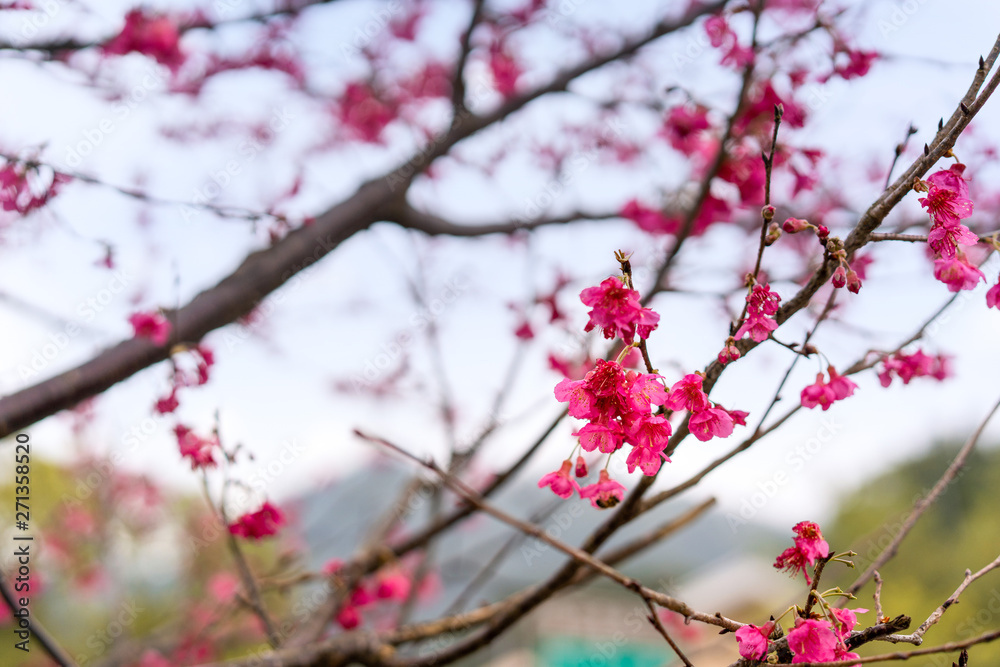Cherry blossom with nature background, Selective focus. Cherry blossom with nature background, Selective focus.