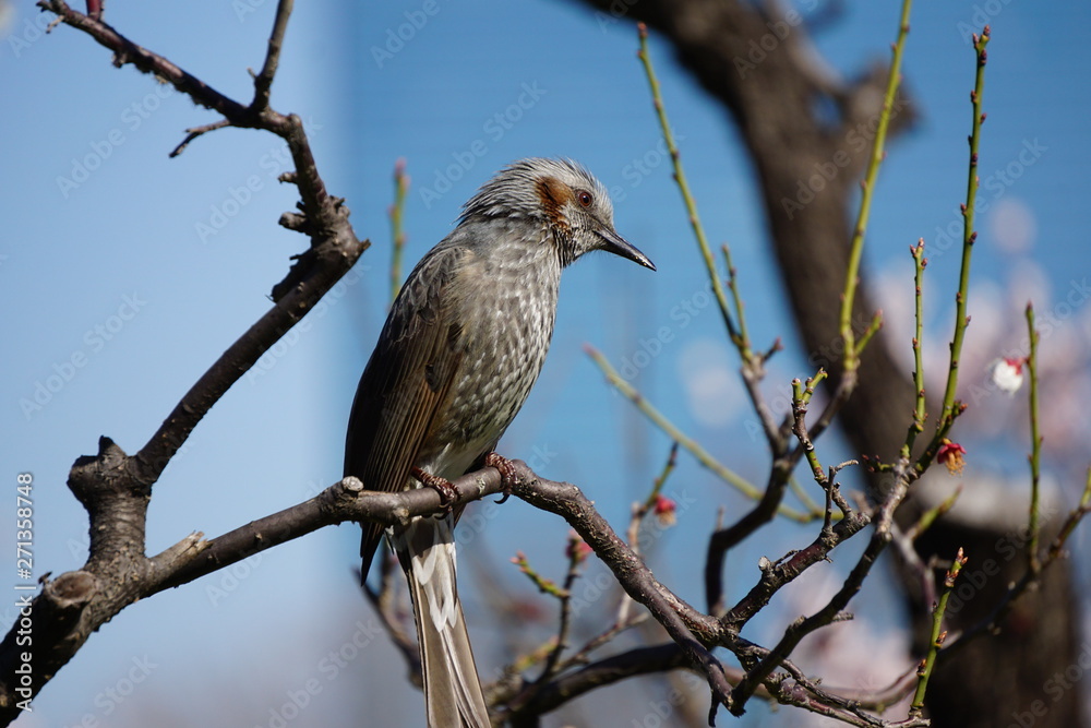 Obraz premium ヒヨドリ