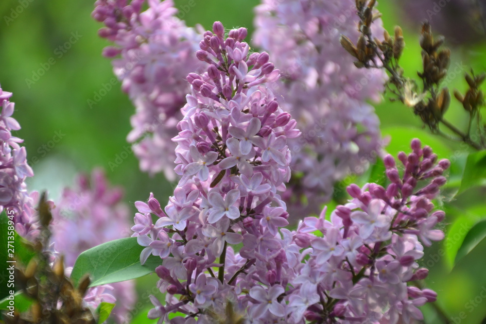 Lilacs in Bloom