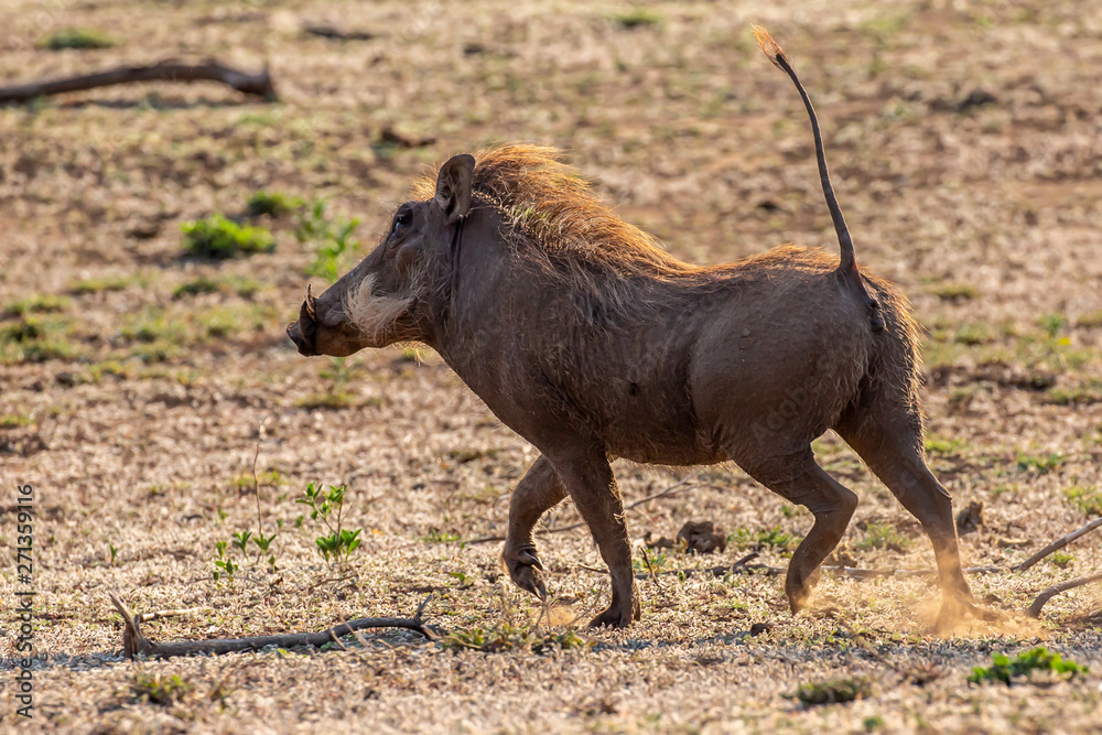 Fototapeta premium warthog