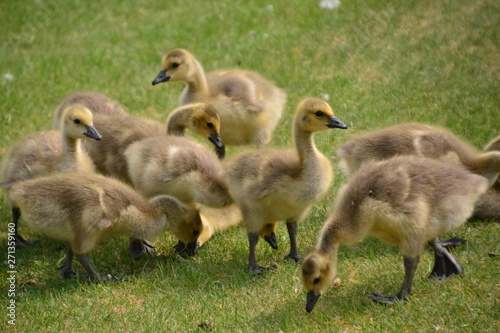 A Gaggle of Canadian Goslings