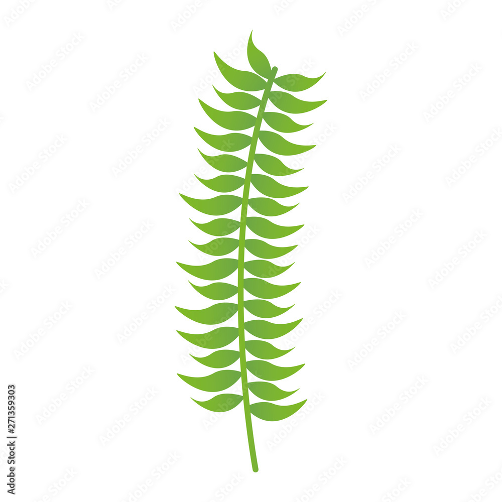 branch foliage leaves white background