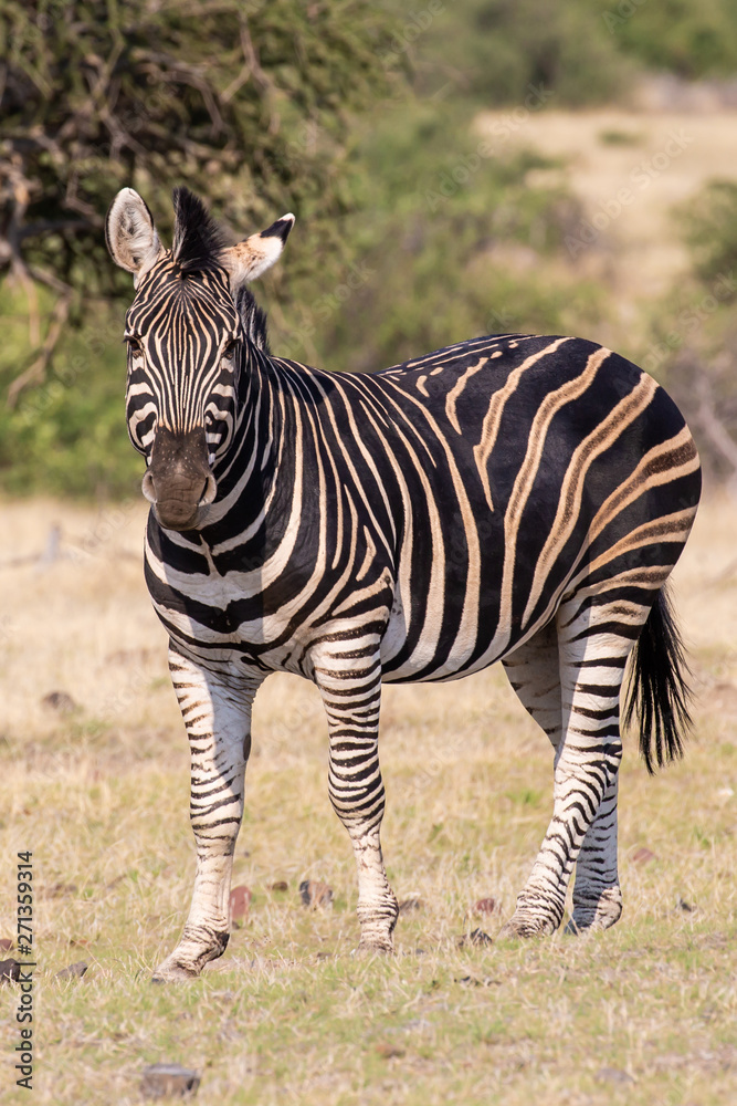 Obraz premium zebra