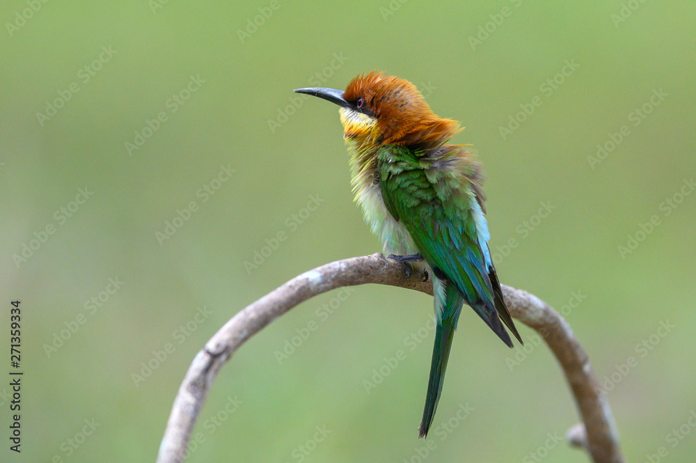 Chestnut-headed Bee-eater perching on a branch ,Beautiful bird Chestnut-headed Bee-eater perching on a branch ,Beautiful bird
