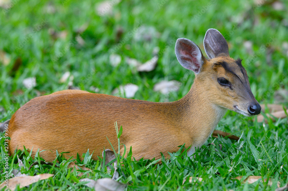 Barking deer or Muntjac is resting after being over from living. Barking deer or Muntjac is resting after being over from living.