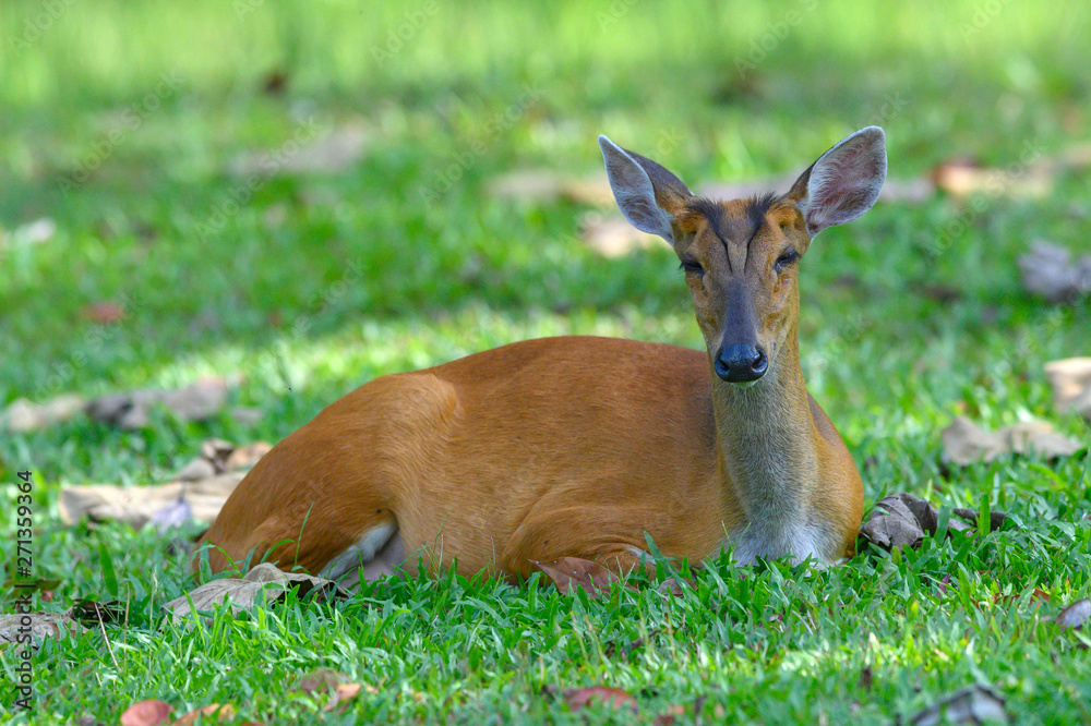 Barking deer or Muntjac is resting after being over from living. Barking deer or Muntjac is resting after being over from living.