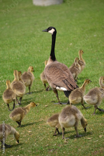 Canadian Goose Family © RiMa Photography