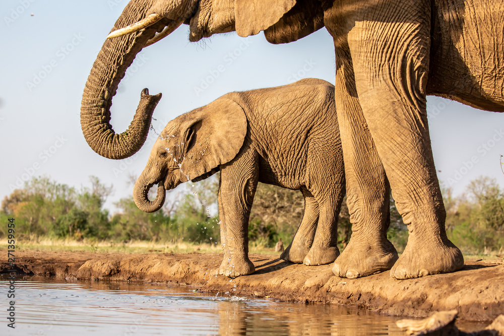 Fototapeta premium elephant at waterhole