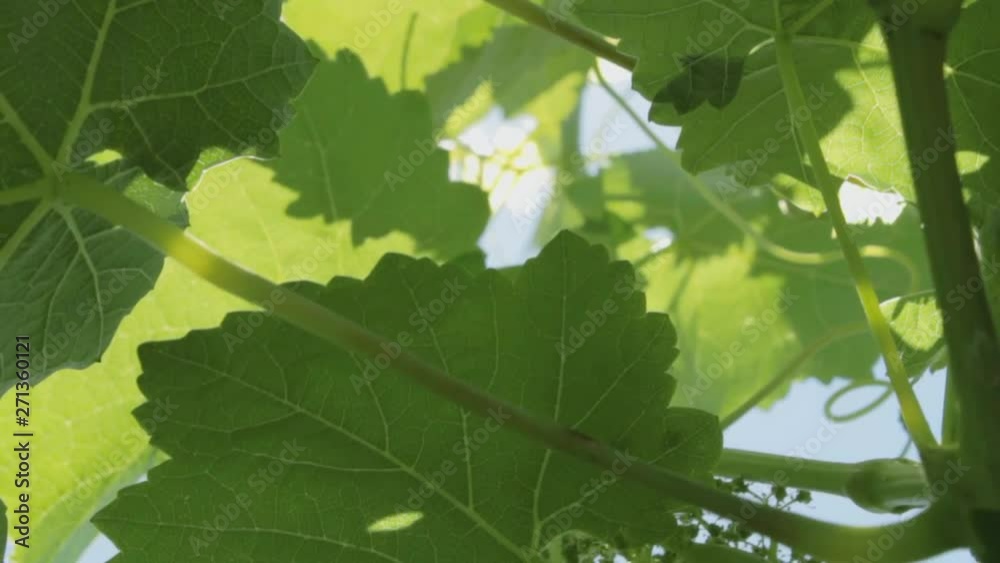 Sun rays make their way through the leaves of the vine. Bright sunny day! Sun rays make their way through the leaves of the vine. Bright sunny day!