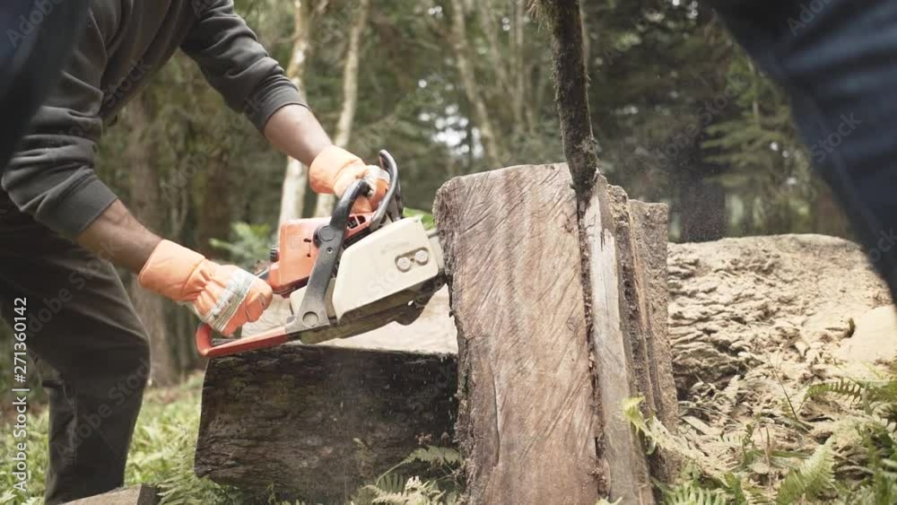 Woodcutter saws tree with chainsaw at the amazon forest Woodcutter saws tree with chainsaw at the amazon forest