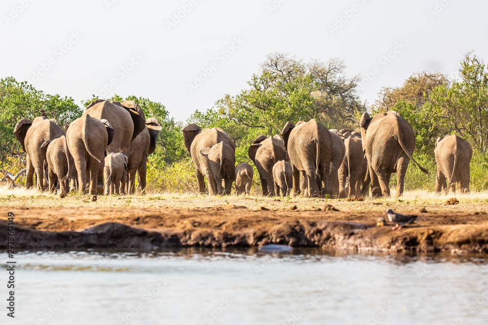 Naklejka premium elephant at waterhole
