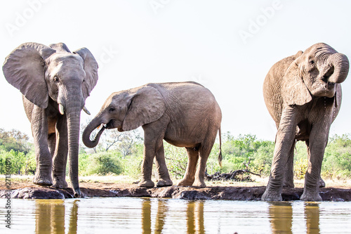 elephant at waterhole