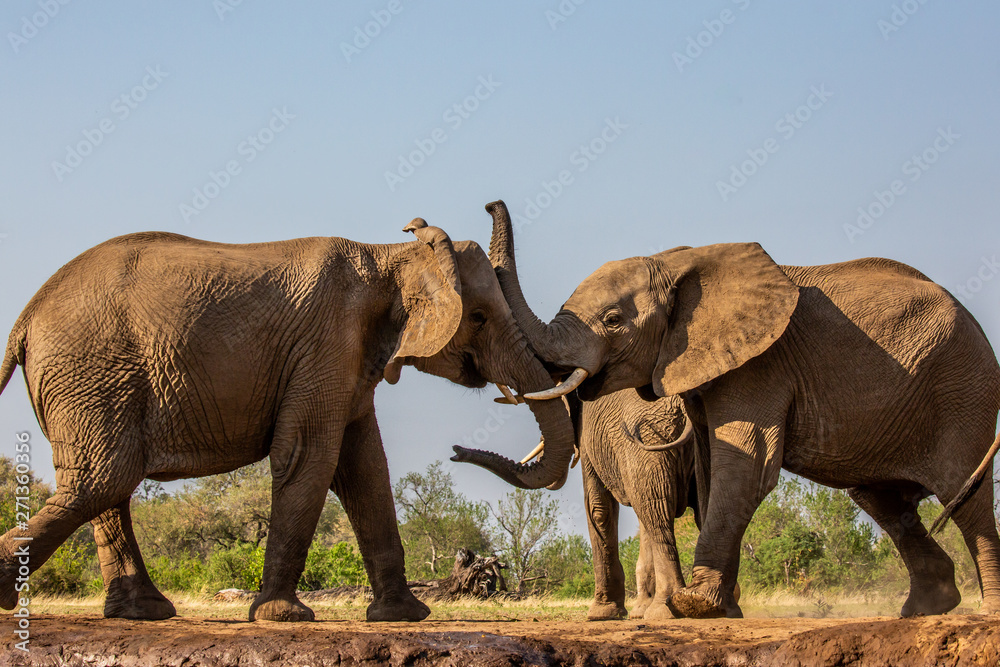 elephant greeting at waterhole