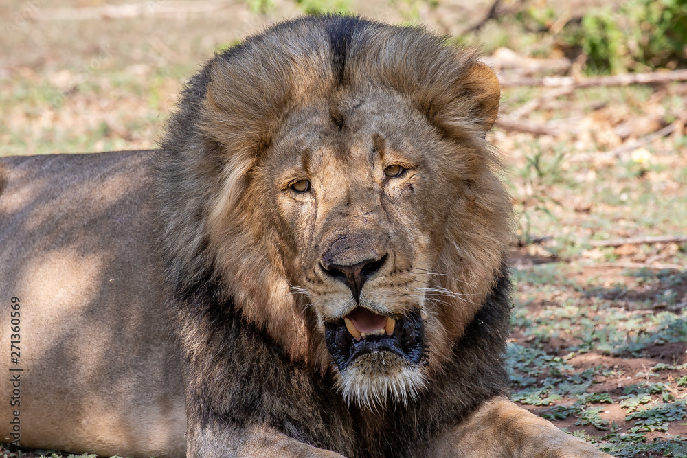 lion with scars on face