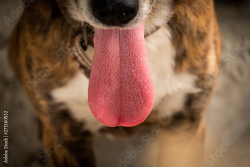 Foto Thai dogs are tired and the tongue hangs