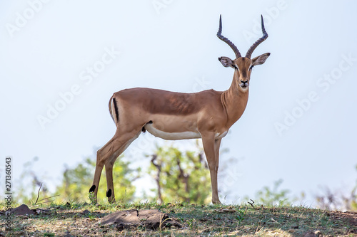 majestic impala
