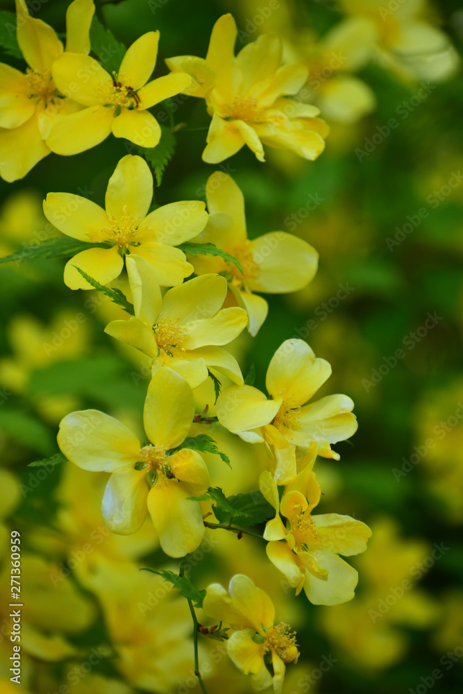 黄色い山吹の花 黄色い山吹の花
