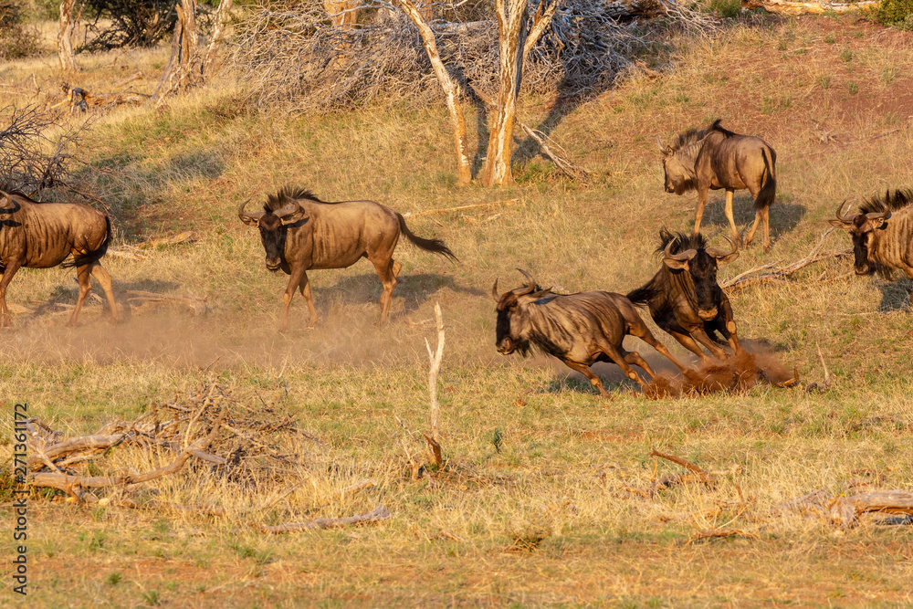 Fototapeta premium Wildebeest playing chasey