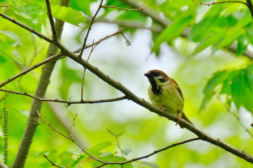 sparrow in forest sparrow in forest