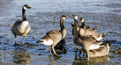 Canada Goose Parent Watches Over Young Ones. San Francisco Bay  Alameda County   California  USA.