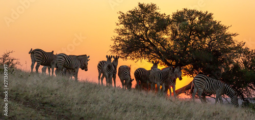 Zebra at sunset © Robert
