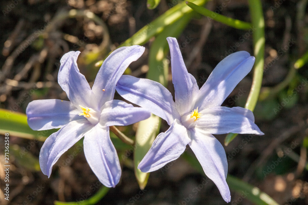 two blue snowdrop spring flower closeup view on green outdoor background two blue snowdrop spring flower closeup view on green outdoor background