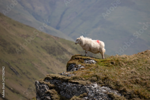 sheep on hill